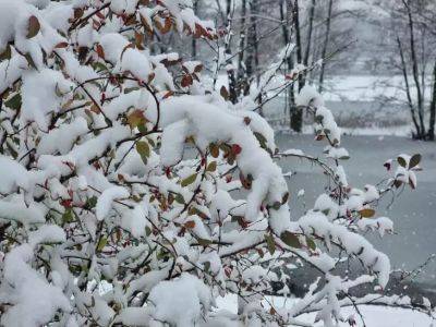 Анастасия Коврижных - Почему нужно избавляться от снежной корки на цветнике: растения могут пострадать - belnovosti.by