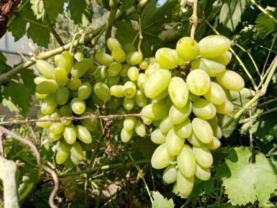 Чем и сколько раз подкармливать виноград весной: залог богатого урожая - belnovosti.by