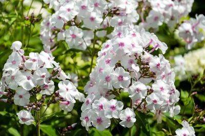 Эти неприхотливые цветы будут радовать много лет, если посадить их зимой: дачникам на заметку - belnovosti.by