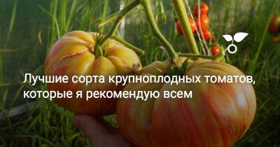 Лучшие сорта крупноплодных томатов, которые я рекомендую всем - botanichka.ru - Сша