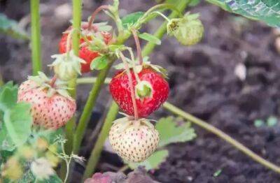 Дайте клубнике хитрую подкормку: в начале сезона будет сладкая и крупная ягода - belnovosti.by