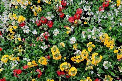 Пышное цветение до морозов обеспечено: вот какой цветок станет главной гордостью сада - belnovosti.by - Юар