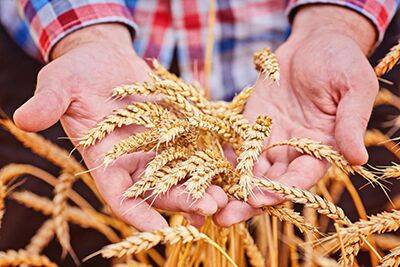 Владимир Путин - Российские фермеры собрали треть рекордного урожая зерна в 2022 году - rynok-apk.ru - Россия