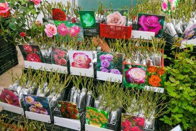 Как правильно заказать растения в интернете выбор магазина, оформление покупок - fermilon.ru - Россия