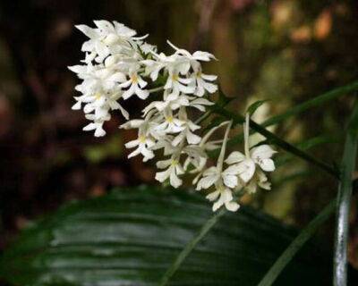 Каланта – рождественская орхидея - greeninfo.ru - Индонезия - Австралия - Таиланд - Вьетнам - Бирма