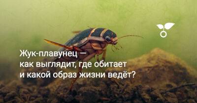 Жук-плавунец — как выглядит, где обитает и какой образ жизни ведёт? - botanichka.ru - Россия