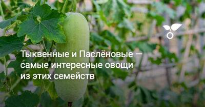 Тыквенные и Паслёновые — самые интересные овощи из этих семейств - botanichka.ru