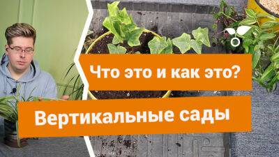 Вертикальное озеленение — что это и какие растения использовать? - botanichka.ru