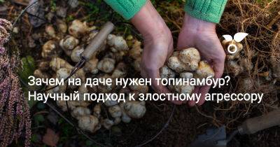 Зачем на даче нужен топинамбур? Научный подход к злостному агрессору - botanichka.ru