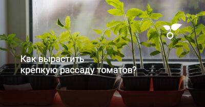 Как вырастить крепкую рассаду томатов - botanichka.ru