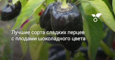 Лучшие сорта сладких перцев с плодами шоколадного цвета - botanichka.ru