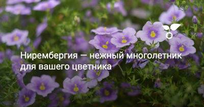 Нирембергия — нежный многолетник для вашего цветника - botanichka.ru