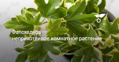 Фатсхедера — неприхотливое комнатное растение - botanichka.ru