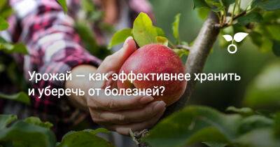 Урожай — как эффективнее хранить и уберечь от болезней? - botanichka.ru - г. Виноград