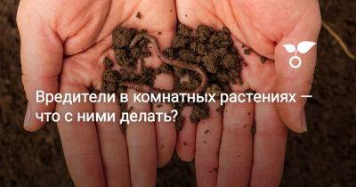 Вредители в комнатных растениях — что с ними делать? - botanichka.ru