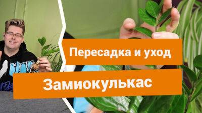 Замиокулькас — как правильно пересаживать и ухаживать? - botanichka.ru