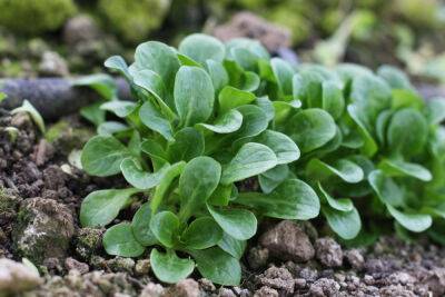 Выращивание валерианеллы, или полевого салата — что нужно знать? - botanichka.ru - Франция - Германия