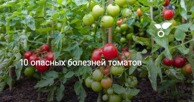 10 опасных болезней томатов - botanichka.ru