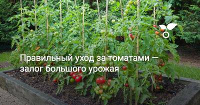 Правильный уход за томатами – залог большого урожая - botanichka.ru