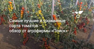 Самые лучшие и урожайные томаты-черри — обзор от агрофирмы «Поиск» - botanichka.ru