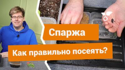 Спаржа — как правильно посеять на рассаду? - botanichka.ru