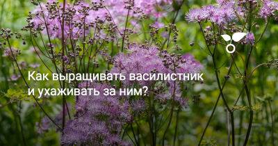 Как выращивать василистник и ухаживать за ним? - botanichka.ru
