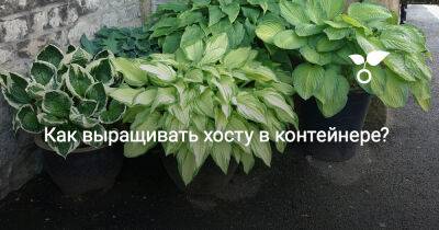 Как выращивать хосту в контейнере? - botanichka.ru