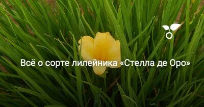 Всё о сорте лилейника «Стелла де Оро» - botanichka.ru