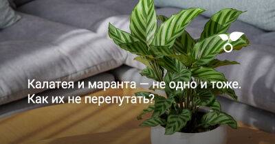 Калатея и маранта — не одно и тоже. Как их не перепутать? - botanichka.ru