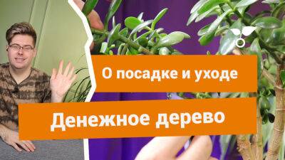 Денежное дерево, или толстянка — о посадке, пересадке и уходе - botanichka.ru