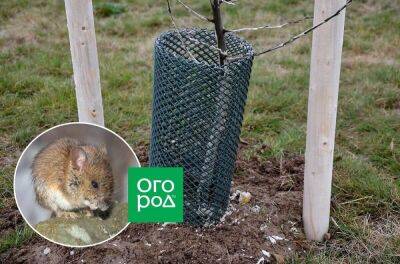 Что делать, если яблоню погрызли мыши, и как защитить деревья от грызунов зимой - ogorod.ru