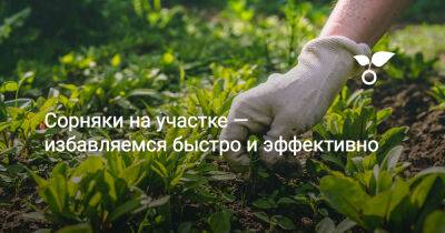 Сорняки на участке — избавляемся быстро и эффективно - botanichka.ru