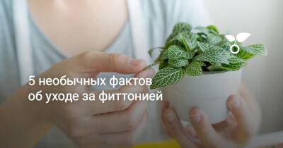 5 необычных фактов об уходе за фиттонией - botanichka.ru