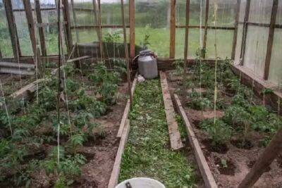 Что будет, если посадить огурцы и томаты в одной теплице: не каждый огородник знает - belnovosti.by