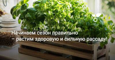 Начинаем сезон правильно – растим здоровую и сильную рассаду! - botanichka.ru