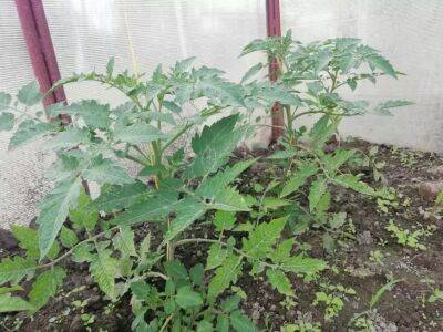 5 способов остановить вытягивание рассады томатов: советы, которые работают - belnovosti.by