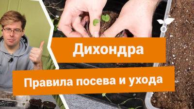 Дихондра — о посеве семян на рассаду, выращивании и уходе - botanichka.ru