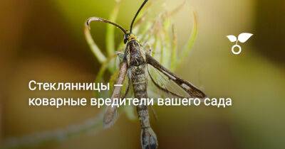 Стеклянницы — коварные вредители вашего сада - botanichka.ru