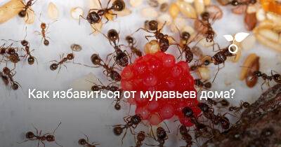 Как избавиться от муравьев дома? - botanichka.ru
