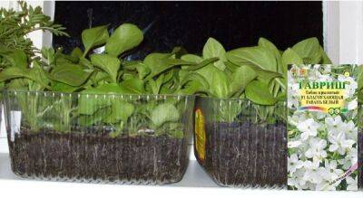 Выращивание рассады душистого табака: когда и как правильно сеять, ухаживать за всходами, высаживать в открытый грунт - countryhouse.pro