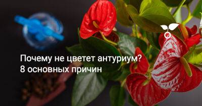 Почему не цветет антуриум? 8 основных причин - botanichka.ru