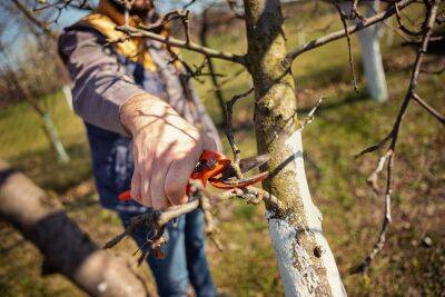 Когда обрезать яблоню и грушу весной: выбираем погоду и сроки - ogorod.ru