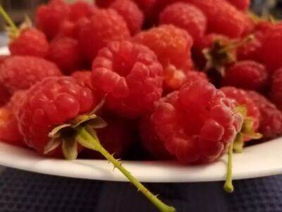 Чем нужно подкормить малину в июле, чтобы собирать плоды до осени - belnovosti.by