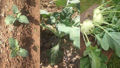 Когда и как сажать капусту кольраби на рассаду: правила ухода и выращивания в открытом грунте - countryhouse.pro