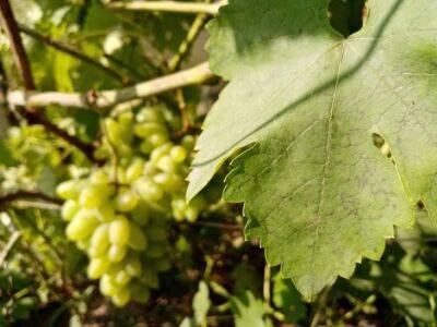 Почему не плодоносит виноград: когда ждать урожай и когда начинать паниковать - belnovosti.by