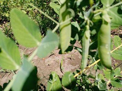 Как правильно посадить горох: 7 дачных хитростей - belnovosti.by