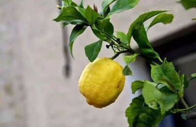 Можно ли держать лимон в квартире: хозяйки точно не знают - belnovosti.by