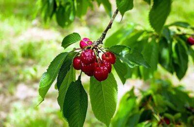 Черешня будет усыпана ягодами: с этой схемой урожая в два раза больше - belnovosti.by
