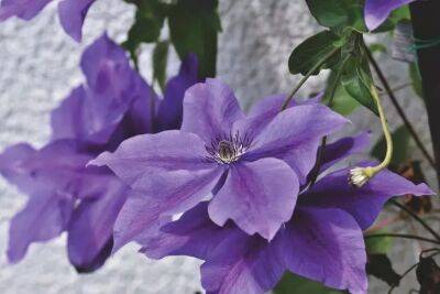 Чем полить клематисы весной, чтобы обеспечить им обильное цветение: необычное средство - belnovosti.by