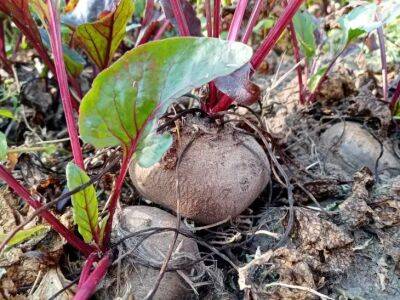 Как вырастить свеклу рассадой для раннего урожая: шпаргалка для начинающего огородника - belnovosti.by